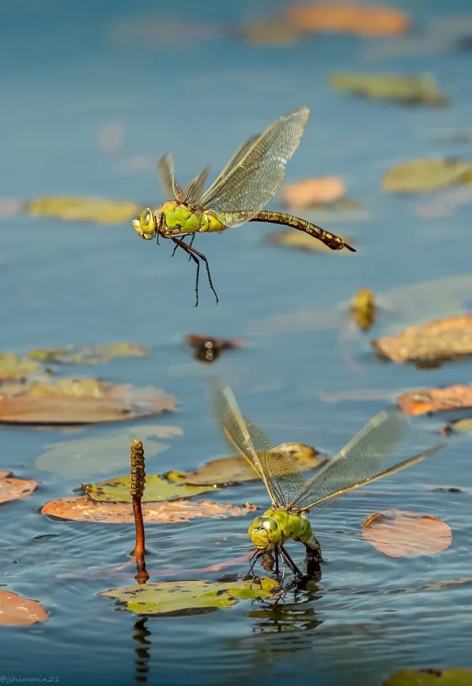 Drgoanfly