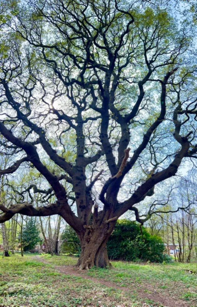 Oak Tree Lodge Oak Tree