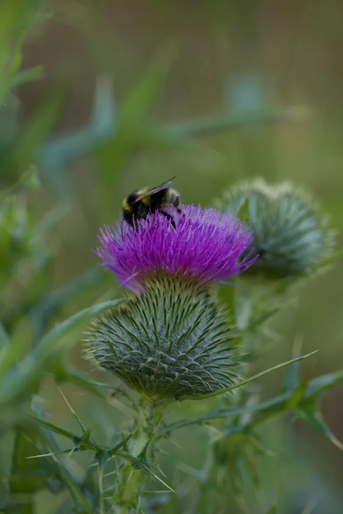Thistle