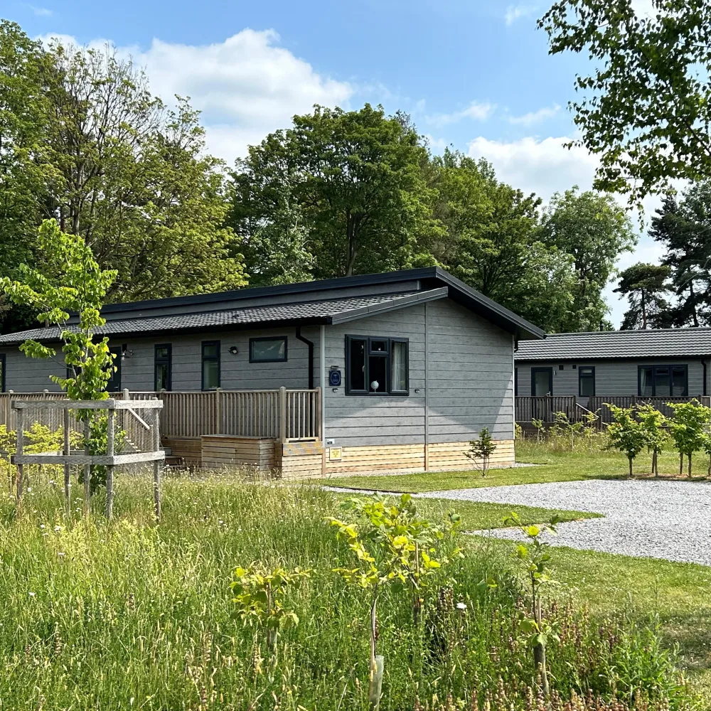 Dragonfly lodge